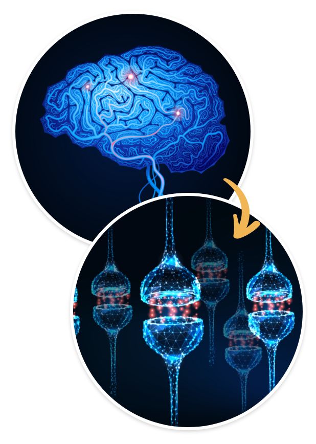 brain